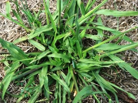 Crabgrass on Lawn